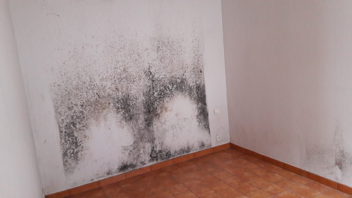 Moisissures - Expertise humidité à Perpignan